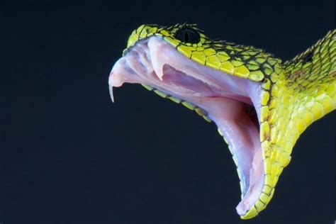 What Are Snake Proof Pants