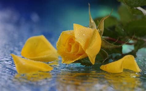 Yellow Roses Wallpapers - Wallpaper Cave