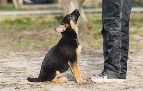 How To Train Your German Shepherd To Sit
