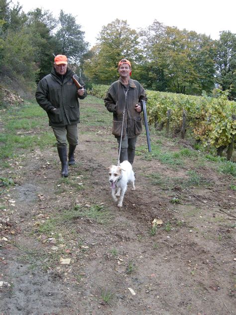 Tradition A La Chasse Aux Grive Dans Les Vignes Cruzille