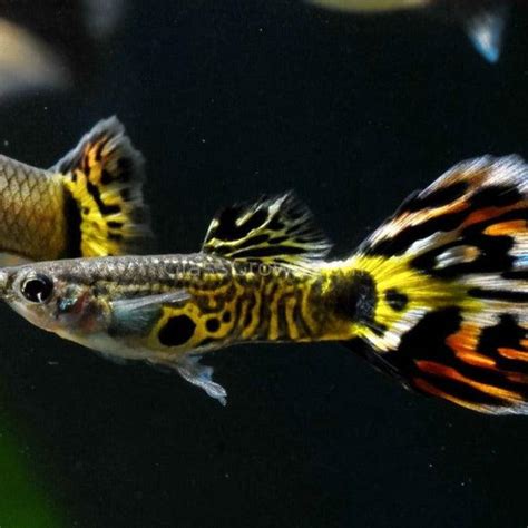 Different Types Of Guppies With Pics Off