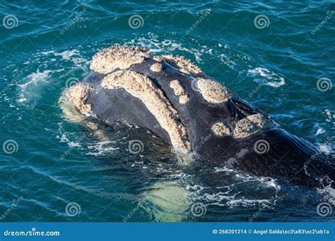 Whale Franca Austral stock photo. Image of hemisphere - 268201214