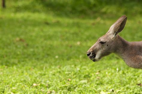 OBSCURED CLARITY: Kangaroos