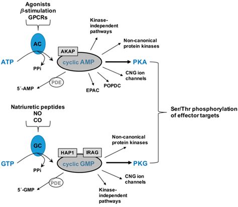 Jcdd Free Full Text Cyclic Nucleotide Directed Protein Kinases In