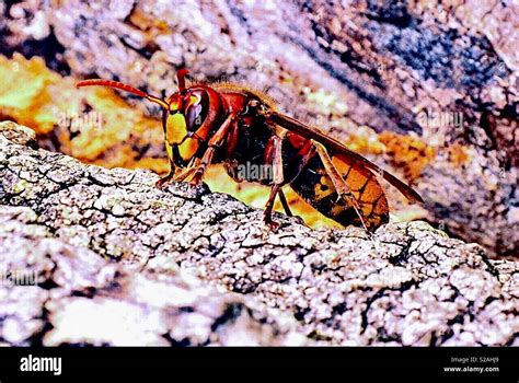 Asian Hornet Hornets Invading Europe Killing Bees Bee Stock Photo Alamy