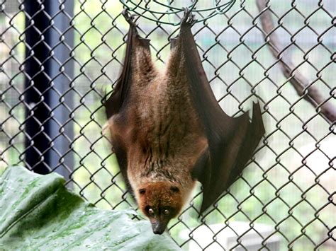 オキナワオオコウモリ Okinawa Flying Fox Japaneseclassjp