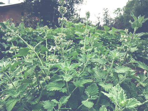 Catnip Seeds The Plant Good Seed Company