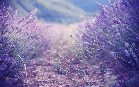 Purple Lavender Field Lilac The Bushes Lavender Hd Wallpaper