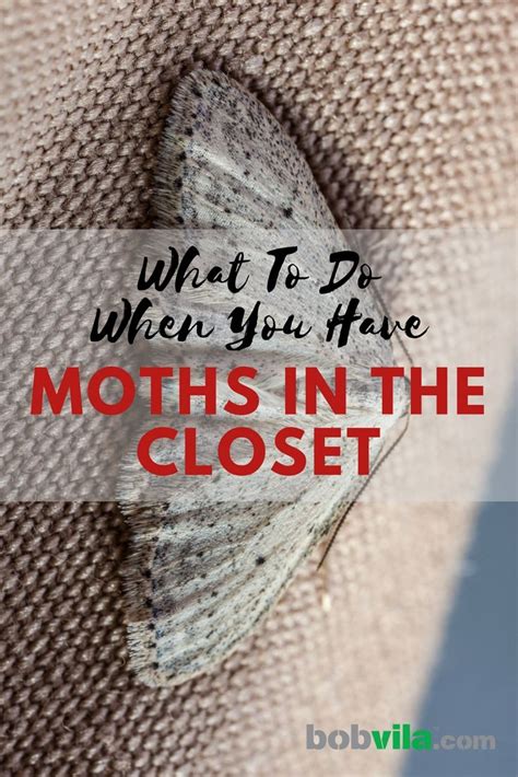 Solved! What to Do When You Have Moths in the Closet | Moth holes in ...