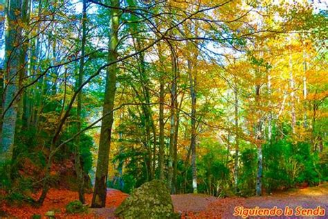 La Fageda Del Retaule Y El Faig Pare Gu A Completa