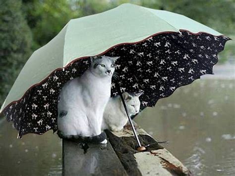 Cats Umbrella Rain Photography Cat Person Cats And Kittens Umbrella