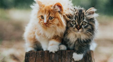 200+ имен (кличек) для котов и котят-мальчиков | Lisa.ru