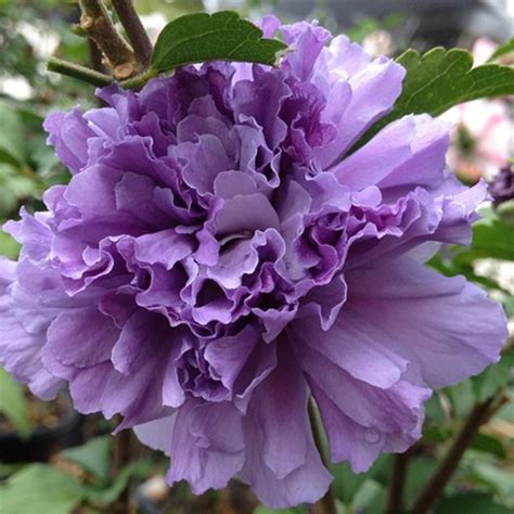 Hibiscus Syriacus Smoothie™ Blueberry Smoothie™ Rose Of Sharon