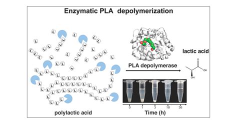 Biochemical And Structural Insights Into Enzymatic Depolymerization Of