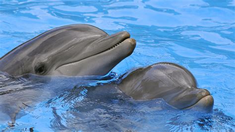 Why are dolphins smarter than most other mammals?