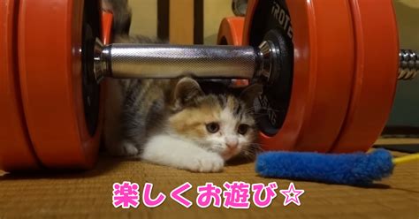 ご主人さまと楽しくお遊び。猫じゃらしに夢中な子猫ちゃん ｜ ニャンコ大好き倶楽部 〜猫ちゃんは天使です〜