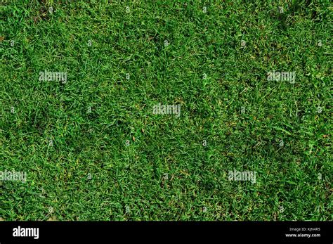 Green Grass Texture Stock Photo Alamy