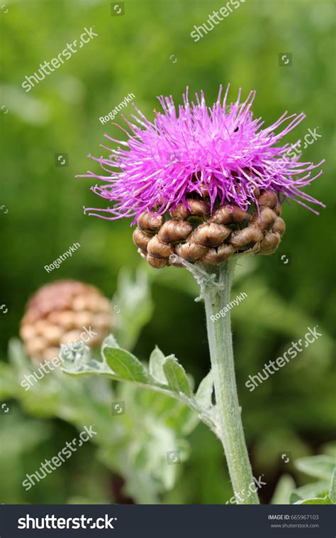 Flower Rhaponticum Carthamoides Stock Photo 665967103 Shutterstock