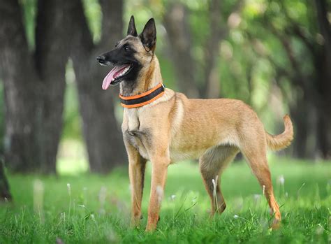 What Should Belgian Malinois Eat? A Complete Feeding Guide