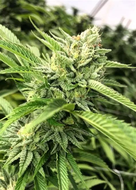 Josh D Og Seeds By Karma Genetics Growdiaries