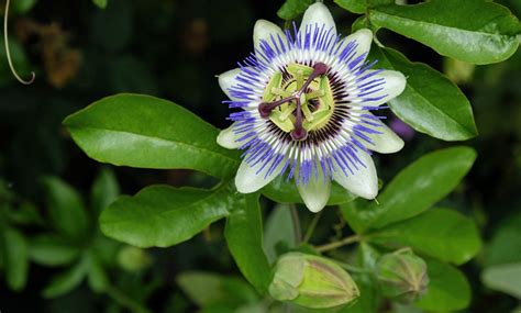 Passion Flower Mixed Collection 1 Or 3 Potted Plants Groupon