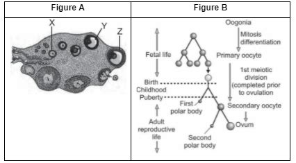 Oogenesis Ovary