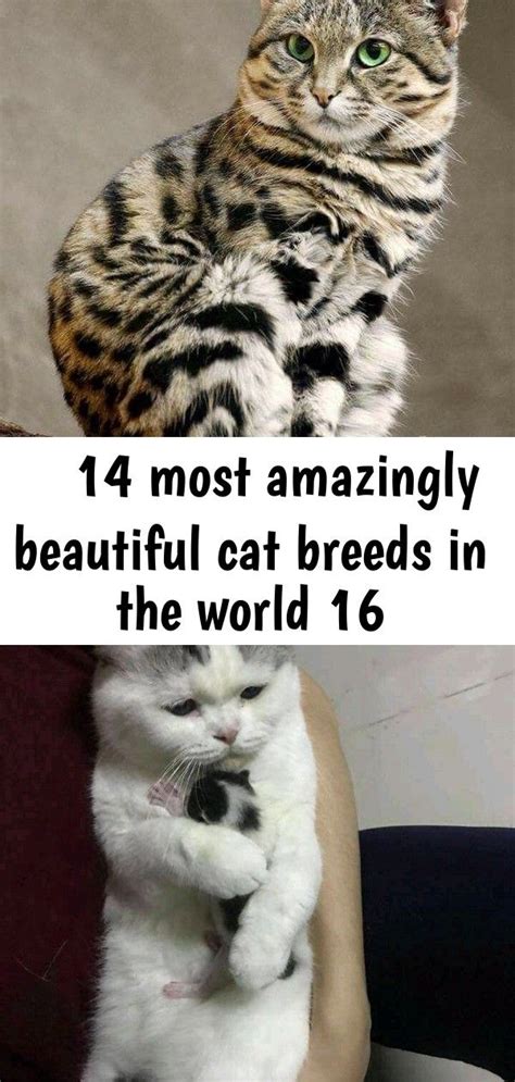 Cat Breeds Meme Pets Lovers