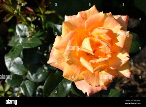 Pink Tea Rose Close Up In The Afternoon In The Garden Natural Pattern