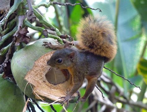 Eichhörnchen Costa Rica Ngidn627959443 Naturguckerde Enjoynature