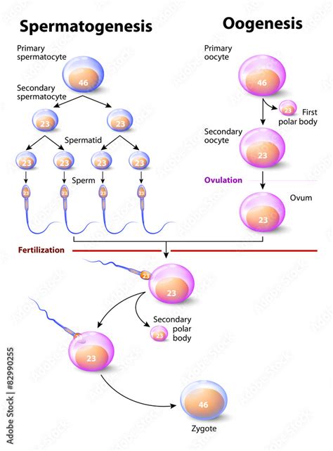 Spermatogenesis and Oogenesis Stock Vector | Adobe Stock