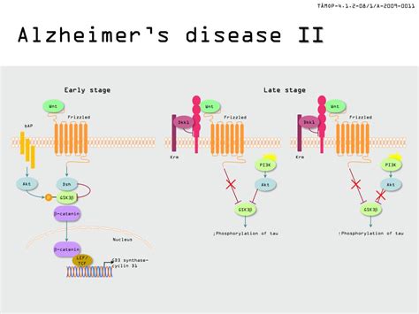 Ppt Wnt Signaling Powerpoint Presentation Free Download Id2158410