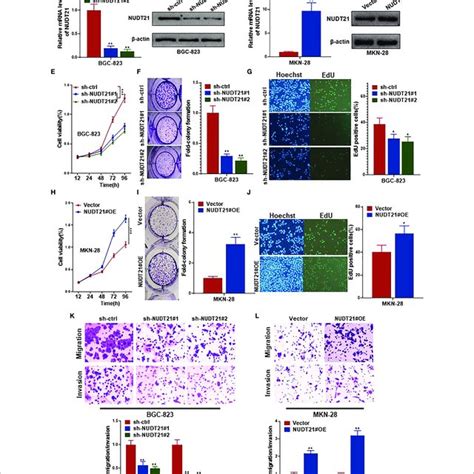 NUDT21 Stimulated Cell Proliferation Migration And Invasion Of Human