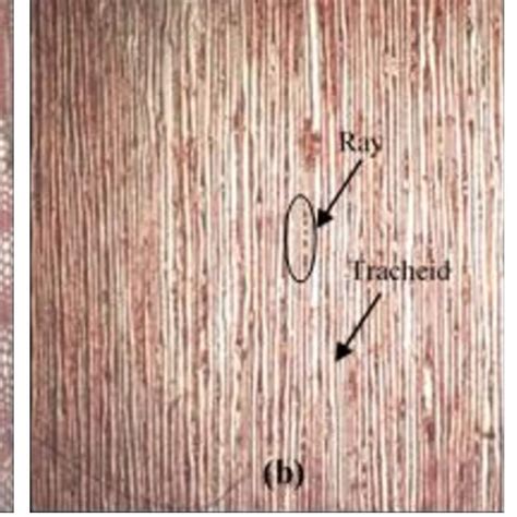 Pine Wood A Cross Section B Radial Section And C Tangential