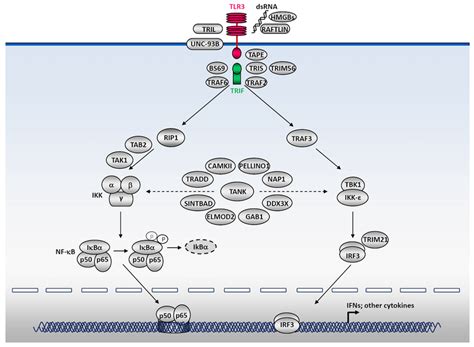 Tlr Signaling Pathways Leading To The Activation Of Nf B And Irf