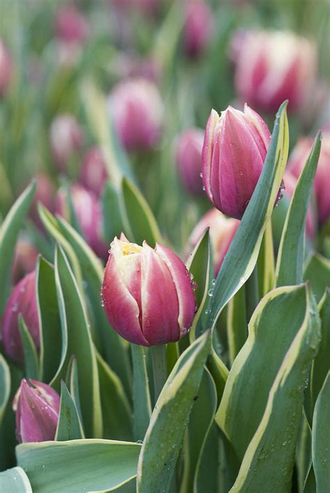 Rain Drops on Tulips Photograph by Juli Scalzi - Fine Art America