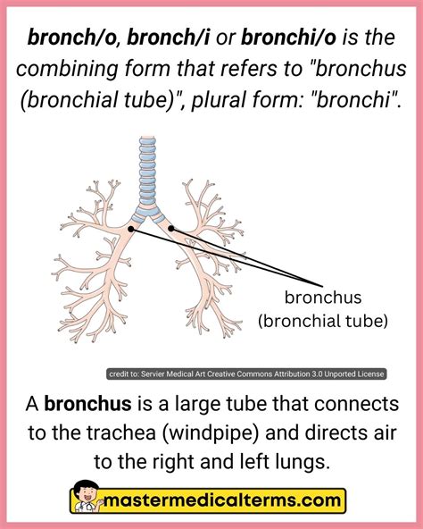 Common Word Roots For Respiratory System Master Medical Terms