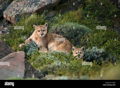 Wild puma cubs Stock Photo - Alamy