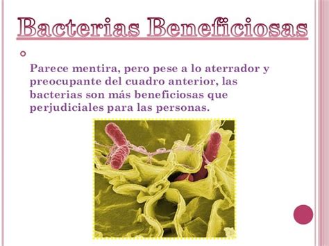 Las Bacterias