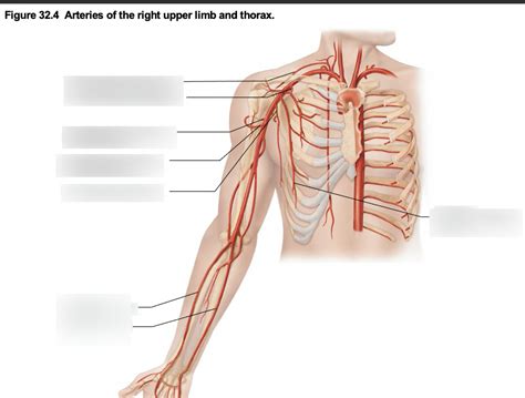 Arteries Of The Right Upper Limb And Thorax Diagram Quizlet