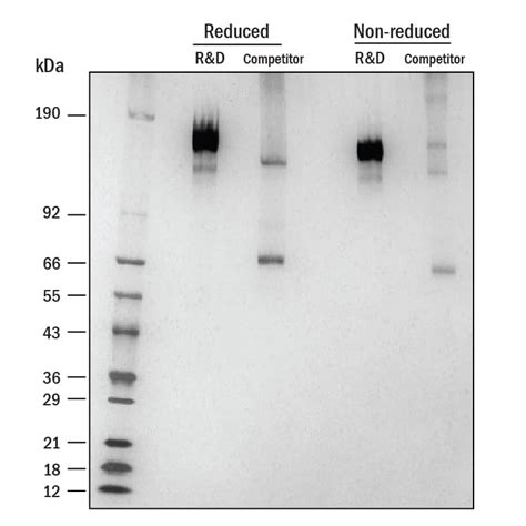 Recombinant Sars Cov 2 Spike Active Trimer His Protein Cf 10549 Cv