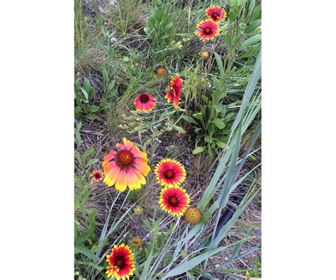 Colorado Springs Utilities Xeriscaping Common Gaillardia