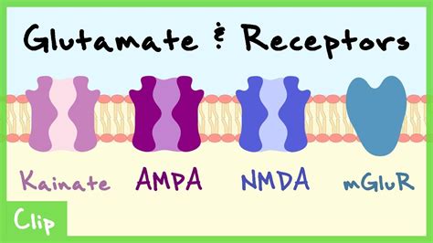 Glutamate Transmitter System Explained NMDA AMPA Kainate MGluR