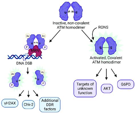 The Two Distinct Mechanisms Of Atm Activation Atm Usually Exists In An