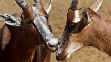 Bontebok | San Diego Zoo Animals & Plants