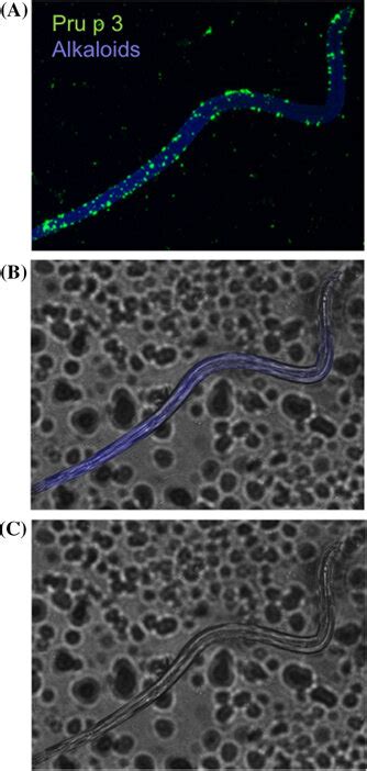 Immunolocalization Of Pru P 3 In Trichomes From Mature Fruits 105 Dpa