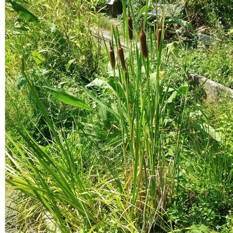 Grote Lisdodde Typha Latifolia Zaden