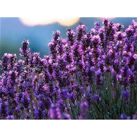150mm Lavandula Angustifolia Lavender Blue Mountain Plant Bunnings