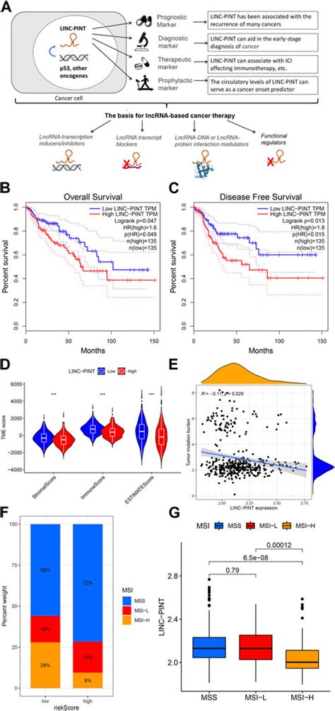 Frontiers Clinical Implications Of Lncrna Linc Pint In Cancer