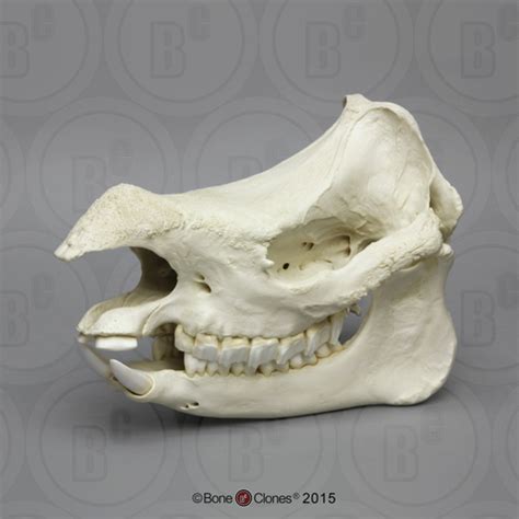 Javan Rhinoceros - Bone Clones, Inc. - Osteological Reproductions