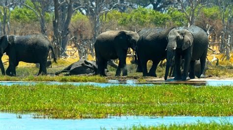 African Animals - Interesting Facts and Pictures - Before The Flood